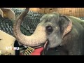 Как сделать маникюр слону