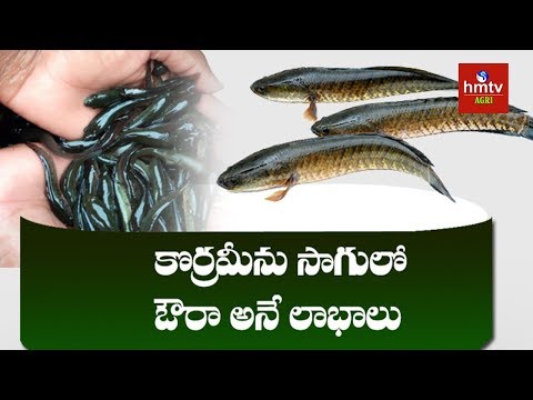 Korameenu Fish Farming | Koppu Vijay Kumar Success Story | hmtv Agri