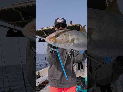 صيد سمك المسلب الامبرجاك من اسماك الغزير