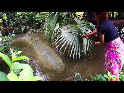 Pesca increíble ! Las mujeres capturan muchos peces / pesca tradicional asiática