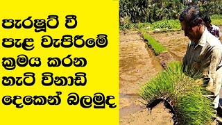 How To Practice The Parachute Rice Transplanting Technique In Sri Lanka