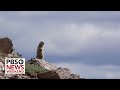 How studying arctic ground squirrels can help advance human brain health