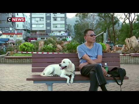 Hong Kong: un chien testé positif au coronavirus placé en quarantaine Hong Kong: un chien testé positif au coronavirus placé en quarantaine