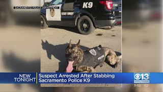 Sacramento PD K9 'Ranger' Stabbed By Wanted Suspect