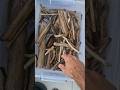 How to Clean Your Driftwoods