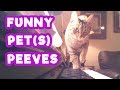 Relatable Animal Pet Peeves | Funny Pet Videos | #thatpetlife