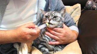 猫の強制給餌　急性胃腸炎で３日間食べていない猫に強制給餌を　Gavage to cat
