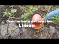 Es increíble 🍋 abono potente para el Crecimiento y Floración de Plantas de Limón