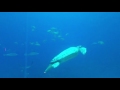 Georgia aquarium