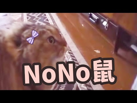 【茸茸鼠迷因】 nono鼠  211109