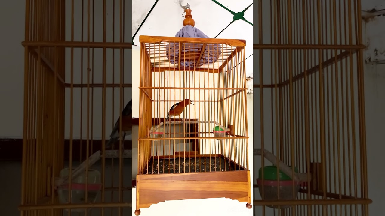 INI KUNCI NYA - AGAR ANIS MERAH MUDA - GACOR TELER STABIL