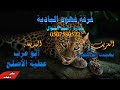 دحية ابو عرب 2017 الحشيش دحية ابو عرب 2017 الحشيش