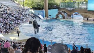 Orca Show Part 1.