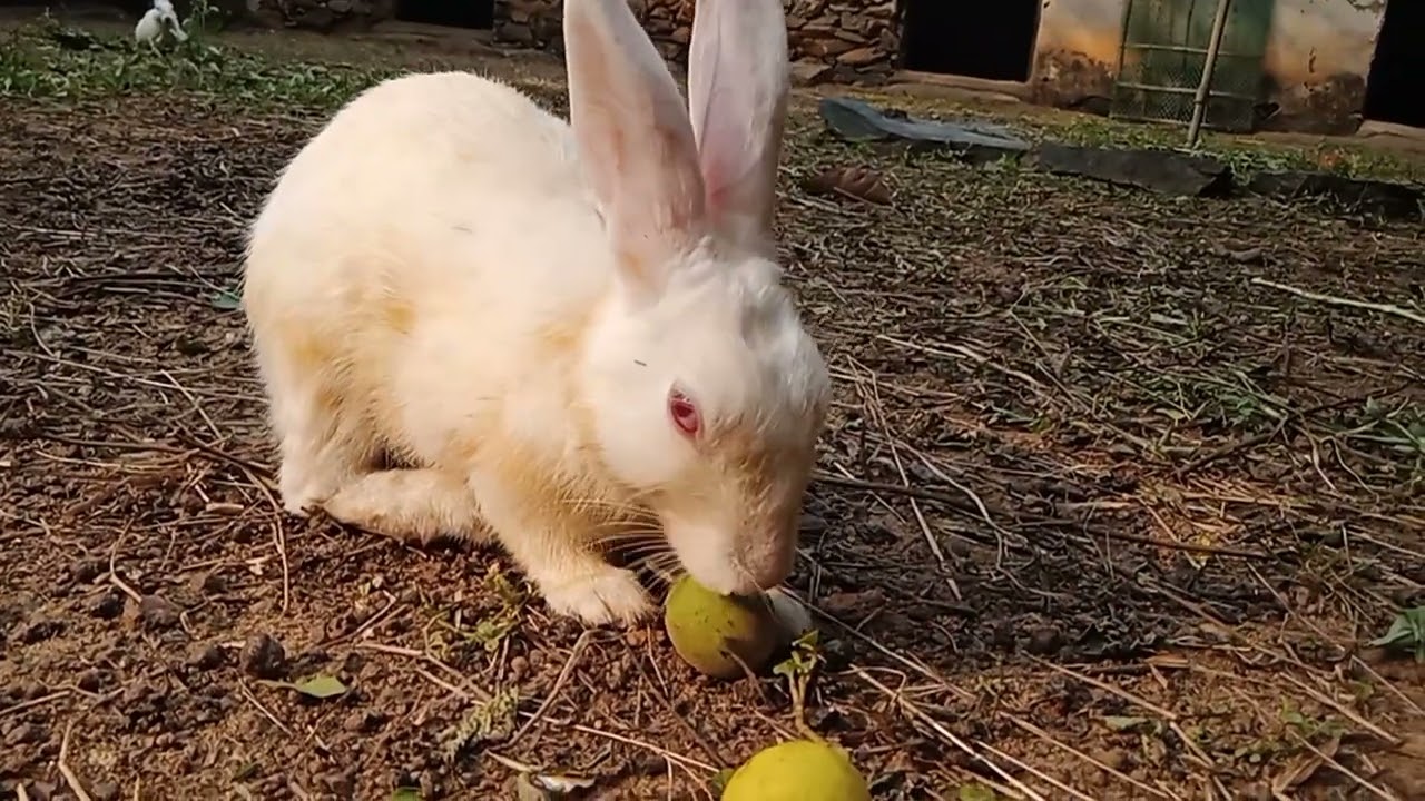khargosh are eating small watermelon, cute, animals