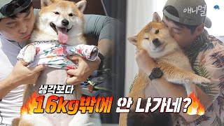 배우 김재원의 넘치는 사랑 때문에 포동해진 반려견 식빵이! 다이어트 도전 🔥 ｜KBS 펫비타민 210923 방송