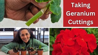 Propagate Geranium With Cuttings To Make Free Plants