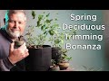 Bonsaify  spring work on deciduous bonsai trees