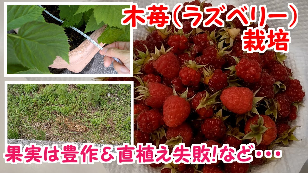木苺 ラズベリー を栽培してみた 豊作 直植え失敗など ２０２２年６月中旬の進捗 Youtube