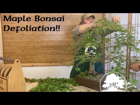 Japanese Maple Defoliation - Greenwood Bonsai