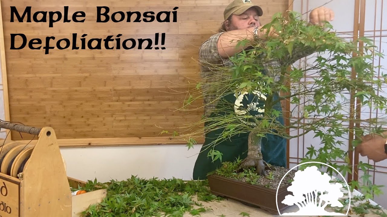 Japanese Maple Defoliation - Greenwood Bonsai