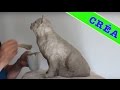 Chat sculpture en argile   cat speed modeling