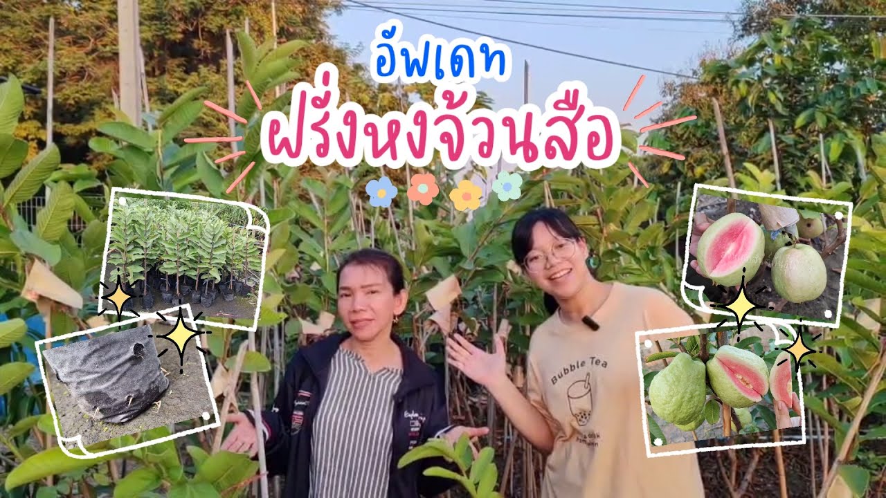 อัพเดท ฝรั่งหงจ้วนสือ ฝรั่งไส้แดงยอดฮิต!