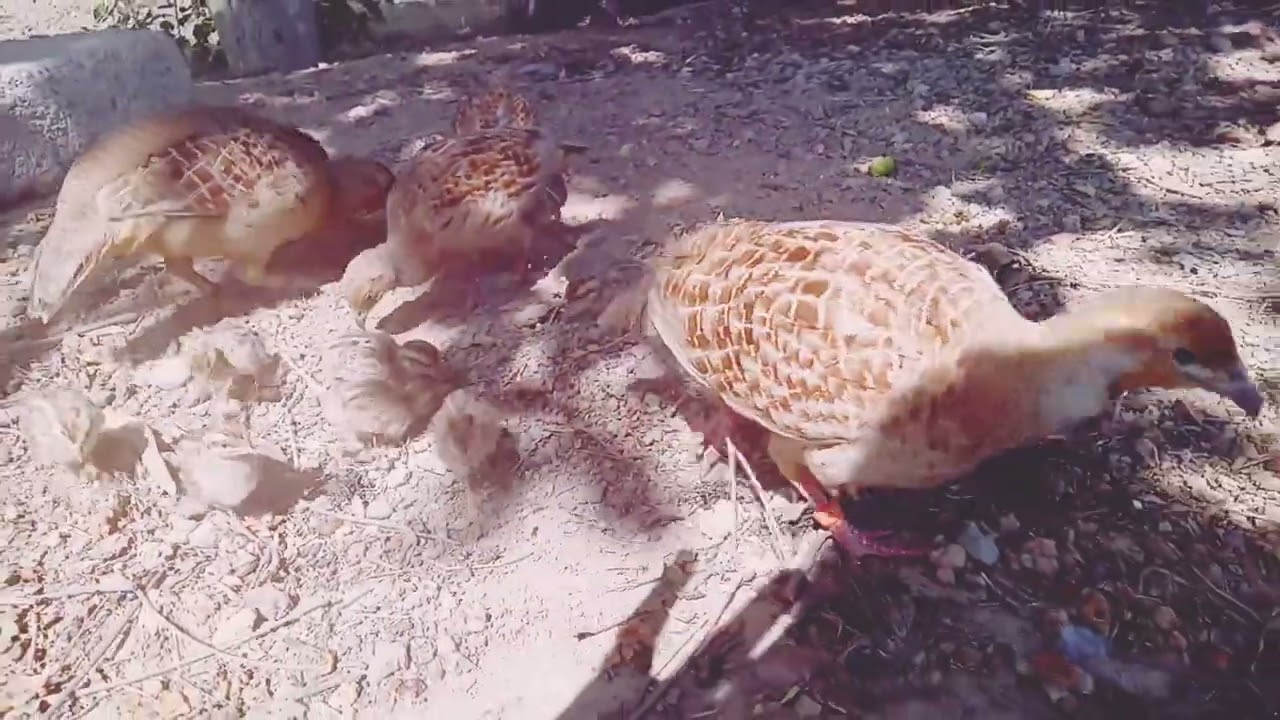 Irani Teetar chicks || Francolin chiks || Irani Teetar k bacche 
