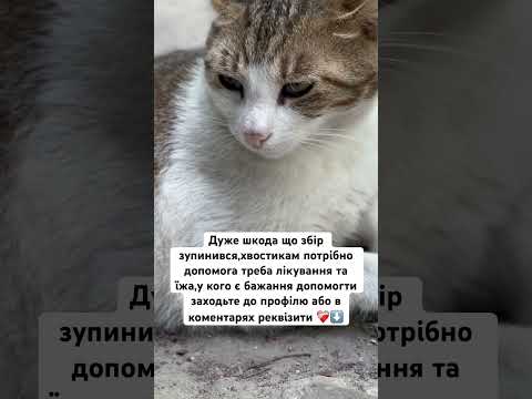 Терміново.. #рекомендації #україна #допомога #собака #цуценя #дякую #милота #рек #фуп #cat #дог