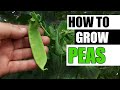 How to grow peas  the definitive guide for beginners