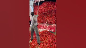 The process of reducing red chilies. #shorts