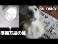 「スタンバイOK!」4時から男の英国ゴールデンレトリバーギンちゃん(2歳)