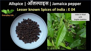 Allspice | ऑलस्पाइस  | Jamaica pepper | Lesser known Spices of India: EP 04 | Everyday Life #13