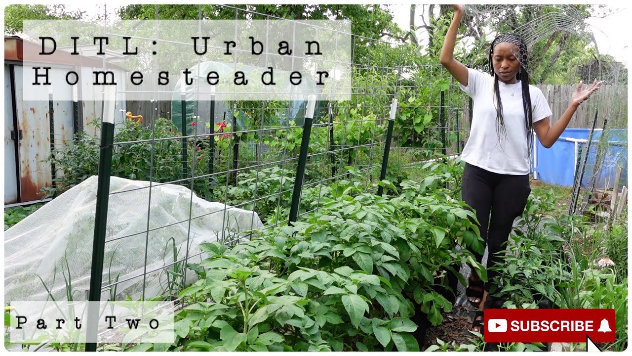 Urban Homesteader (DITL - Part Two) | Making Comfrey Fertilizer ...