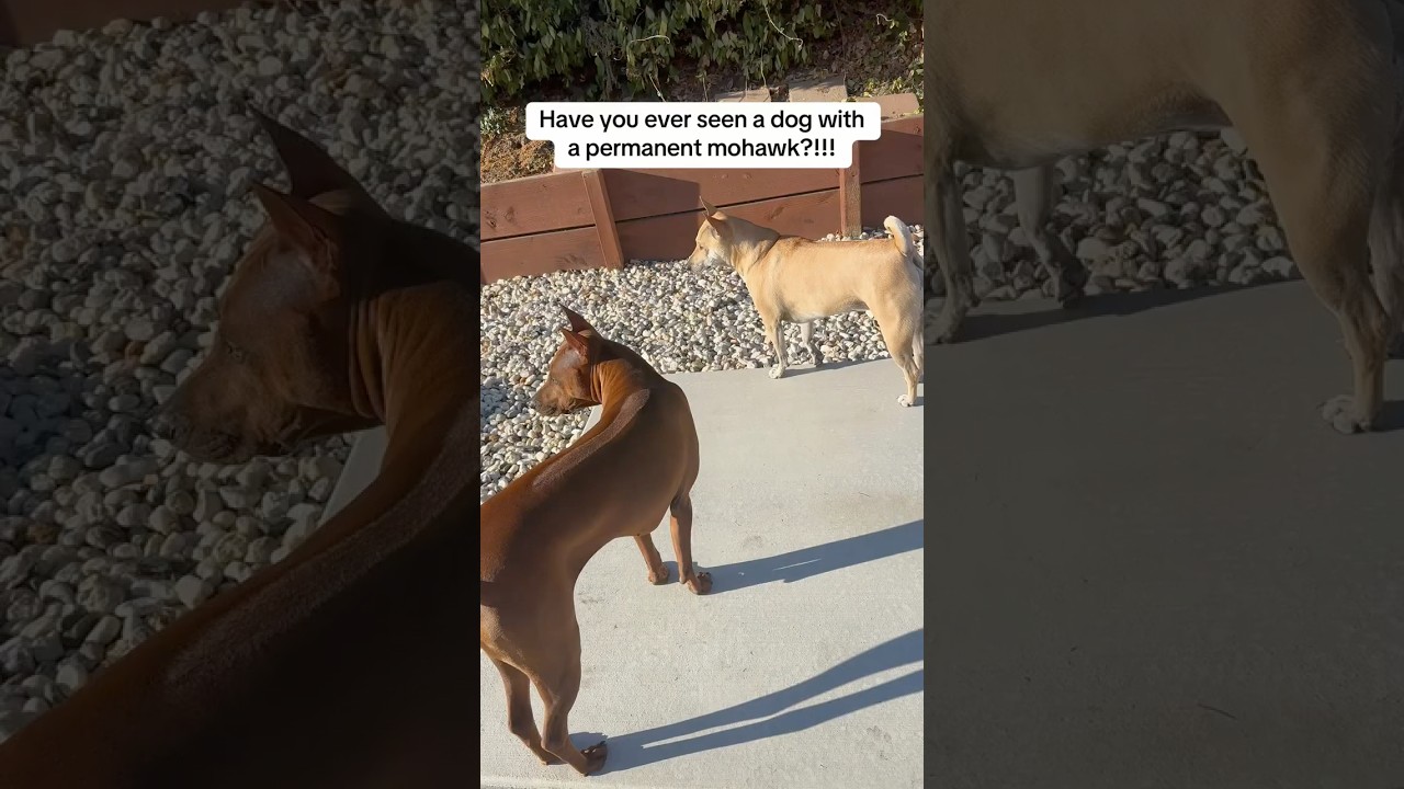 The Mohawk Puppies #dogsofyoutube #thairidgeback #phuquocridgeback