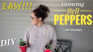SIMPLE/💚🌿 Regrow BELL PEPPERS from scraps! 🫑STORE BOUGHT #Bellpeppers