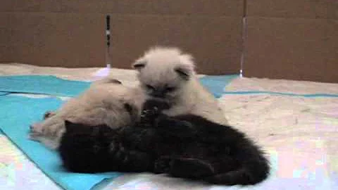Video 11821881: himalayan kitten, kittens litter, kitten walking, kitten show, kitten playing