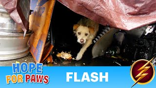 Dog lived in a junkyard his whole life 😰 finally gets a lucky break 🍀⚡ #rescue