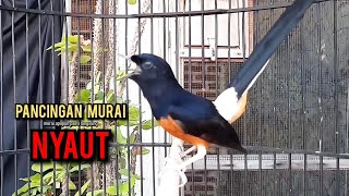 murai batu gacor AMPUH buat PANCINGAN murai batu agar bunyi JADIKAN burung murai gacor EMOSI NYAUT