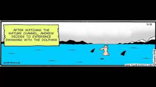 Swimming With The Dolphins