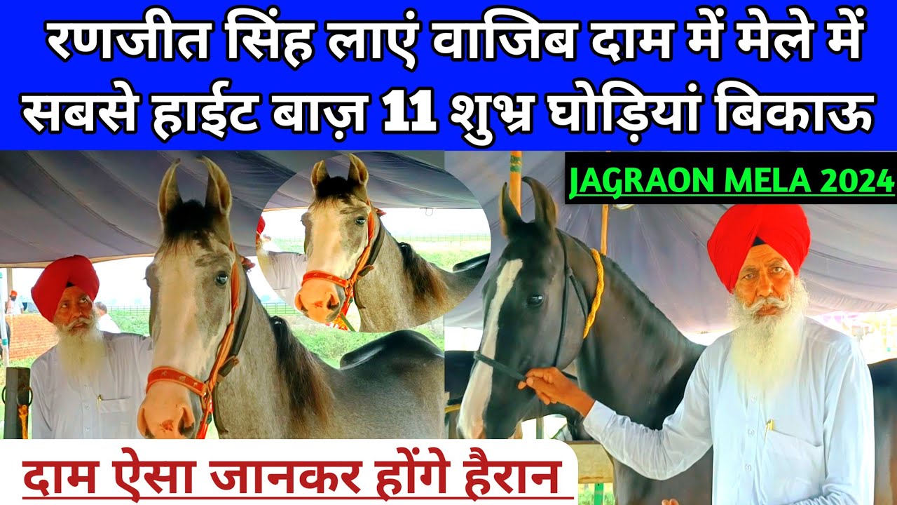 रणजीत जी देंगे वाजिब दाम में मेले की सबसे हाईट बाज़ 11 घोड़ियां बिकाऊ। Jagraon horse Mela 2024।