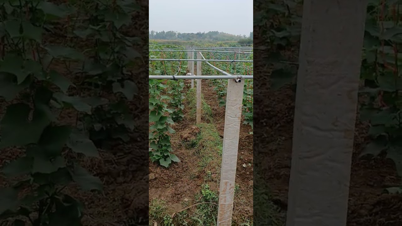 Đã xong dàn chỉ còn chờ cây táo lớn  leo dàn như cây mướp 