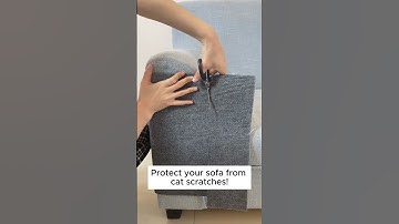 The Best Way to Protect Your Sofa from Cat Scratches!  #couch #sofa #cat