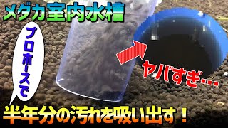 6ヶ月以上も掃除していない水槽の低床をプロホースで吸い出してみたらヤバすぎた・・・【メダカ室内水槽】