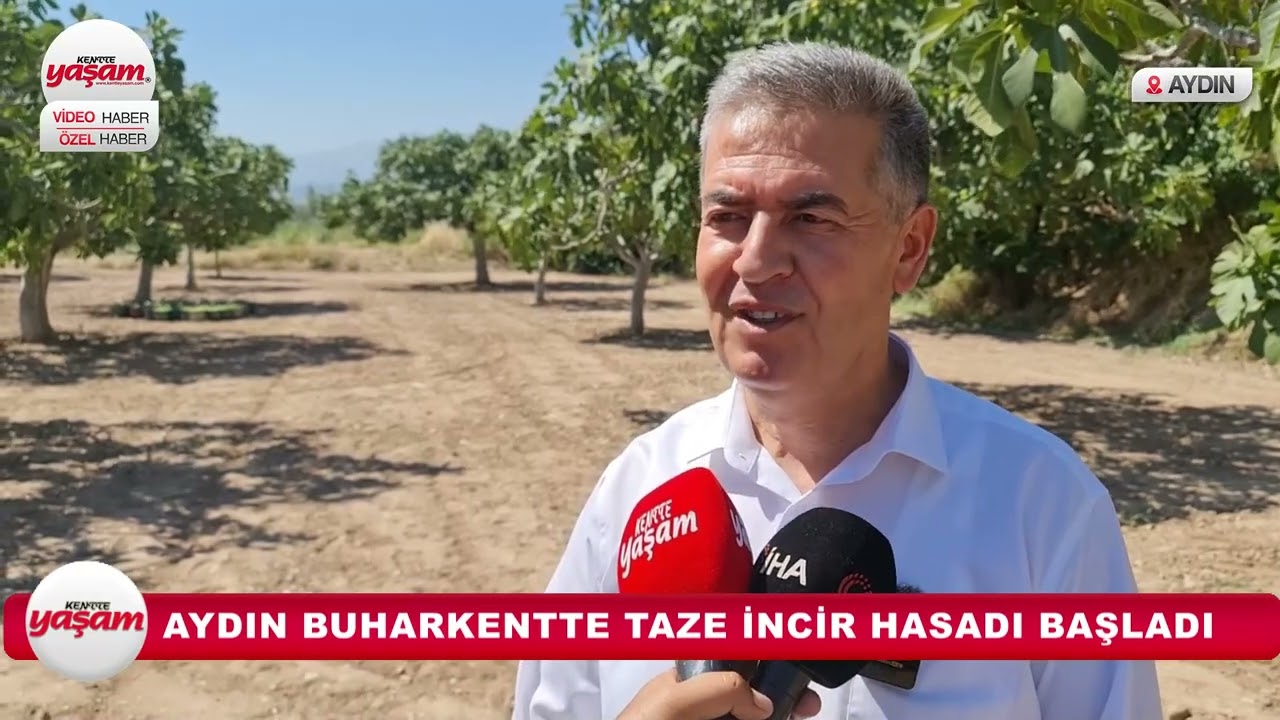 AYDIN BUHARKENTTE TAZE İNCİR HASADI BAŞLADI