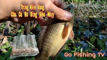 Trứng Kiến Vàng Mồi Câu Cá Rô Đồng Siêu Nhạy / Go Fishing TV