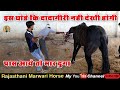 Horse Marwari ll तूफानी घोड़े की दादागिरी l इस घोड़े काबू करना मुश्किल ही नहीं नामुमकिन है