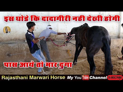 Horse Marwari ll तूफानी घोड़े की दादागिरी l इस घोड़े काबू करना मुश्किल ही नहीं नामुमकिन है