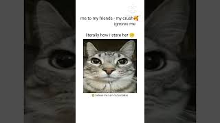 I am not a stalker 😭 #shorts #catmemes