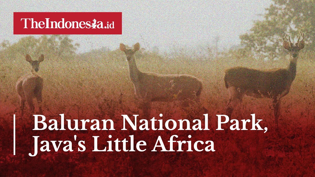 Baluran National Park, Java's Little Africa