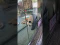 Панда #china #travel #panda #pandachina #pandas #shorts #short #shortvideo